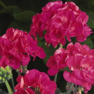 GERANIUM - PATRIOT CHERRY ROSE 6IN