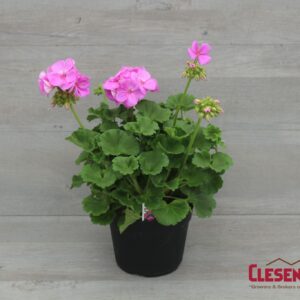 GERANIUM - PATRIOT  LAVENDER BLUE 6IN
