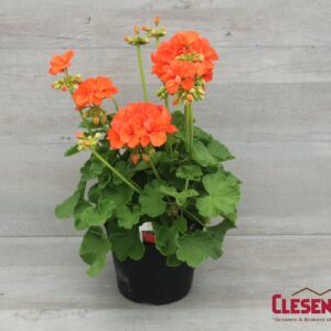 GERANIUM - PATRIOT  ORANGE 6IN