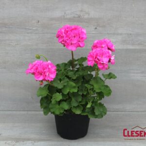 GERANIUM - PATRIOT  ROSE PINK 6IN
