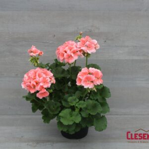 GERANIUM - PATRIOT  SALMON 6IN