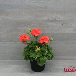 GERANIUM - PATRIOT  WATERMELON 6IN
