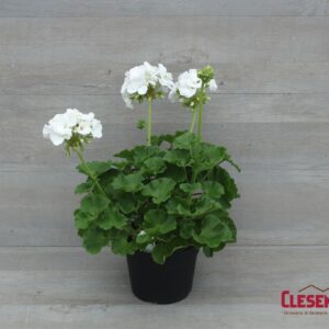 GERANIUM - PATRIOT  WHITE 6IN