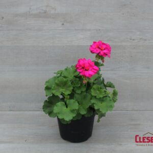 GERANIUM - ROCKY MOUNTAIN VIOLET 6IN