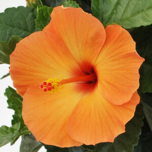 HIBISCUS - TRADEWINDS ORANGE