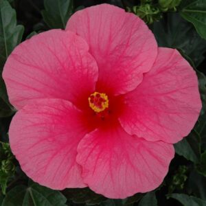 HIBISCUS - TRADEWINDS PINK