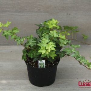 IVY - ENGLISH GREEN 6IN