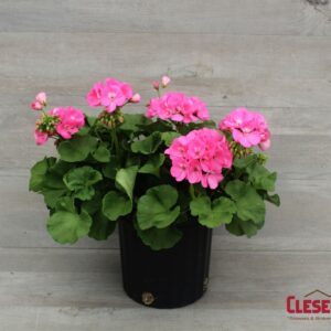 GERANIUM - AMERICANA PINK 8IN