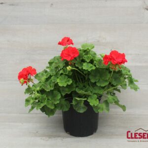 GERANIUM - MAESTRO SASSY DARK RED 8IN