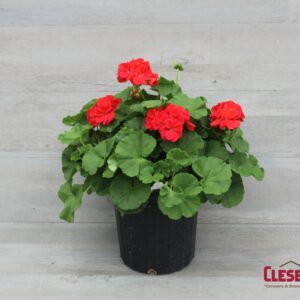 GERANIUM - PATRIOT BRIGHT RED 8IN