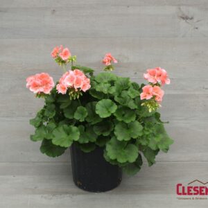 GERANIUM - PATRIOT SALMON 8IN