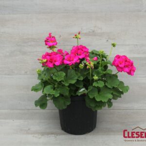 GERANIUM - ROCKY MOUNTAIN VIOLET 8IN