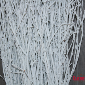 BIRCH - WHITE 18-24IN