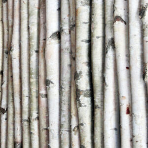 BIRCH POLES 48IN