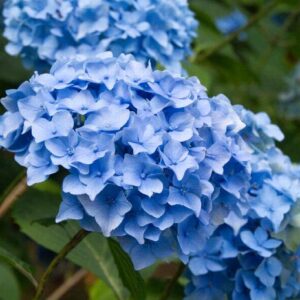 HYDRANGEA - BLUE