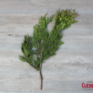 BOUGHS - CEDAR VARIEGATED