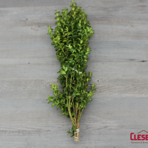 BUNCHED - BOXWOOD