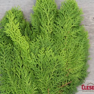 BUNCHED - CEDAR FLORIDA GOLDEN