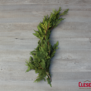 BUNCHED - CEDAR GOLDEN VARIEGATED