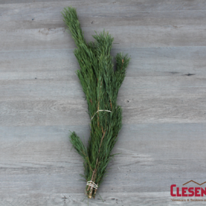 BUNCHED - SCOTCH PINE