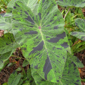 COLOCASIA - MOJITO