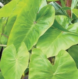 COLOCASIA - ROYAL HAWAIIAN MAUI GOLD