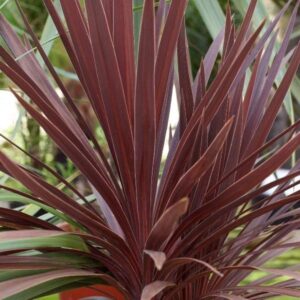 CORDYLINE SPIKE - RED STAR/SENSATION 6IN