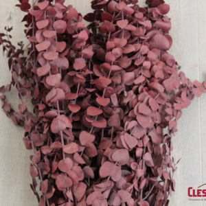 EUCALYPTUS - BUNCHED RED