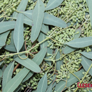 EUCALYPTUS - SEEDED