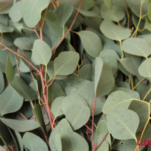 EUCALYPTUS - SILVER DOLLAR