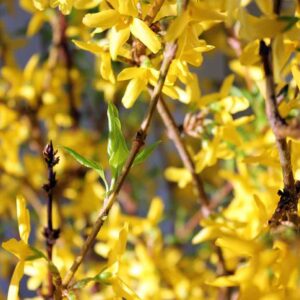 FORSYTHIA 24-36"