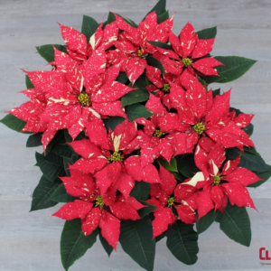 POINSETTIA - RED GLITTER 8.5" 3 BRANCH