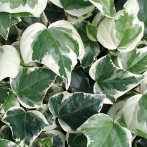 ALGERIAN IVY - VARIEGATED 4IN