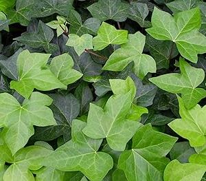 ENGLISH IVY - GREEN 4IN