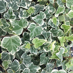 IVY - ENGLISH VARIEGATED WHITE 4IN