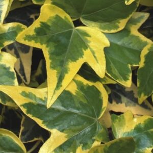 IVY - ENGLISH VARIEGATED YELLOW 4IN