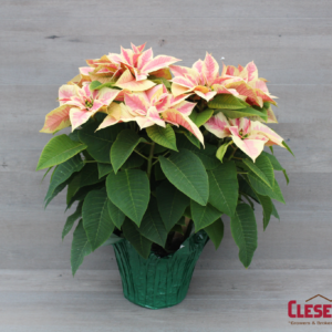 POINSETTIA - MARBLE 8.5" 3 BRANCH