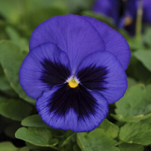 PANSY - MATRIX BLUE BLOTCH