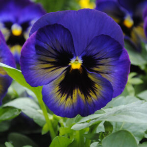 PANSY - MATRIX MIDNIGHT GLOW