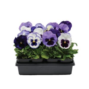 PANSY - MATRIX OCEAN BREEZE MIX