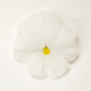 PANSY - MATRIX WHITE