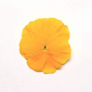 PANSY - MATRIX YELLOW