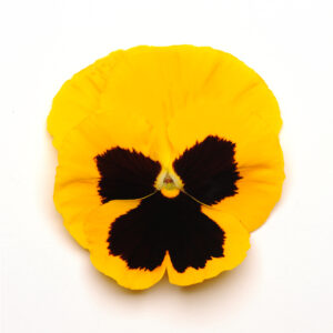PANSY - MATRIX YELLOW BLOTCH
