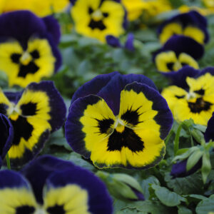 PANSY - MATRIX YELLOW W/PURPLE WING
