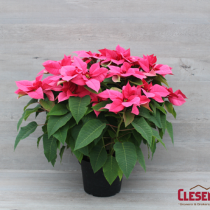 POINSETTIA - PINK 10" 4 BRANCH