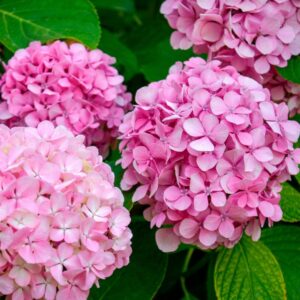 HYDRANGEA - PINK