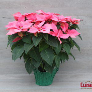 POINSETTIA - PINK 8.5" 3 BRANCH