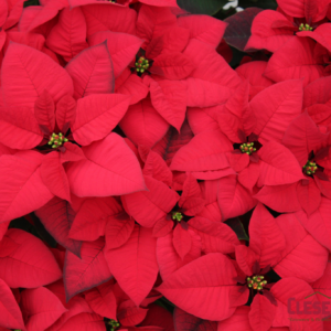 POINSETTIA - RED 6.5" 1 BRANCH