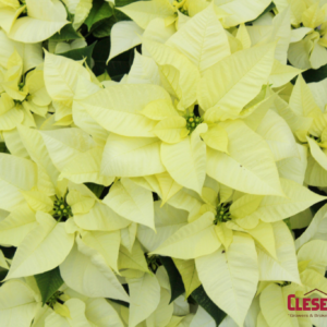 POINSETTIA - WHITE 6.5" 1 BRANCH