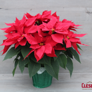 POINSETTIA - RED 8.5" 3 BRANCH
